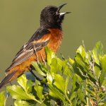 Orchard Oriole @Michael Stubblefield, Macaulay Library at the Cornell Lab of Ornithology