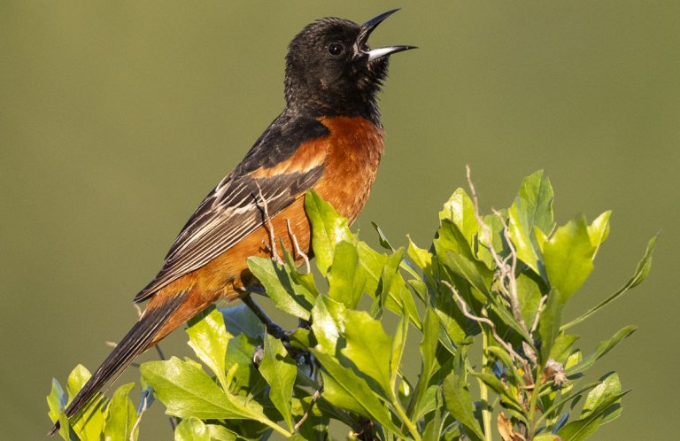Orchard Oriole @Michael Stubblefield, Macaulay Library at the Cornell Lab of Ornithology