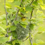 Female Orchard Oriole on nest. Photo by Stephen Hager, Macaulay Library at the Cornell Lab of Ornithology.