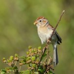 Field Sparrow with food by Carlos Sanchez, Macaulay Library at the Cornell Lab of Ornithology.