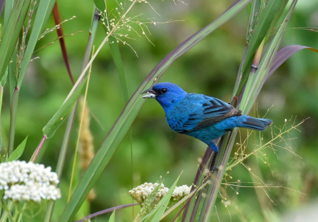 Indigo Bunting. Photo by Christopher Unsworth, Shutterstock.