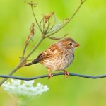 Juvenile Field Sparrow. Photo by Rick Beaudon, Macaulay Library at the Cornell Lab of Ornithology.