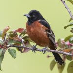 Male Orchard Oriole. Photo by Ryan Yann, Macaulay Library at the Cornell Lab of Ornithology.