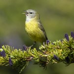 Orange-crowned Warbler singing. Photo by Bryan Calk, Macaulay Library at the Cornell Lab of Ornithology.