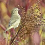 Orange-crowned Warbler. Photo by Zane Shantz, Macaulay Library at the Cornell Lab of Ornithology