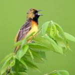 Orchard Oriole, immature male. Photo by Daniel Grossi, Macaulay Library at the Cornell Lab of Ornithology.