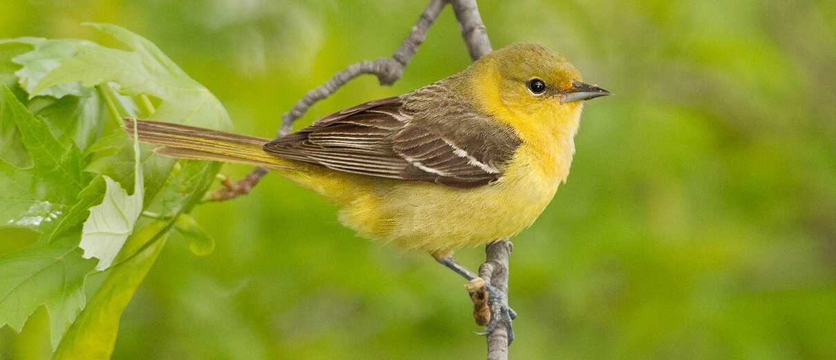 Female Orchard Oriole by Agnieszka Bacal, Shutterstock