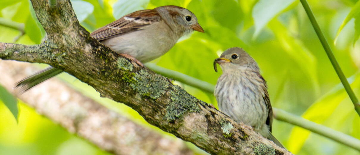 Field Sparrow adult feeding fledgling. Photo by James Davis, Macaulay Library at the Cornell Lab of Ornithology.