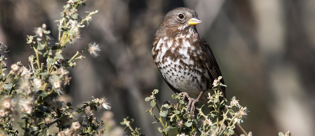 Fox Sparrow of Sooty group, California. Photo by @Michael Stubblefield