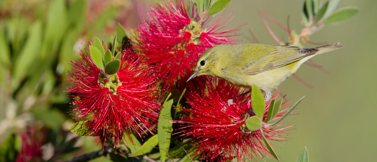 Orange-crowned Warbler feeding at bottlebrush flower. Photo by Bill Coster, Alamy Stock Photo.