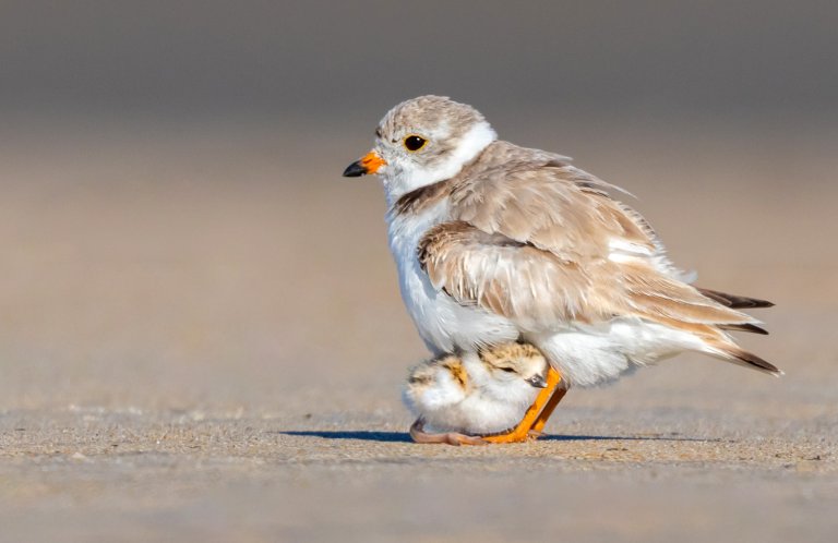 Piping Plover and chick by Matt Filosa, Shutterstock