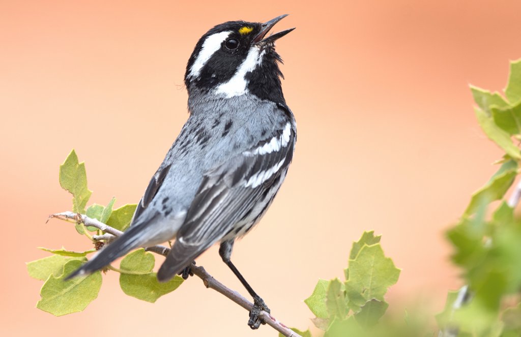 Black-throated Gray Warbler by Jonathan Irons, Macaulay Library at the Cornell Lab of Ornithology