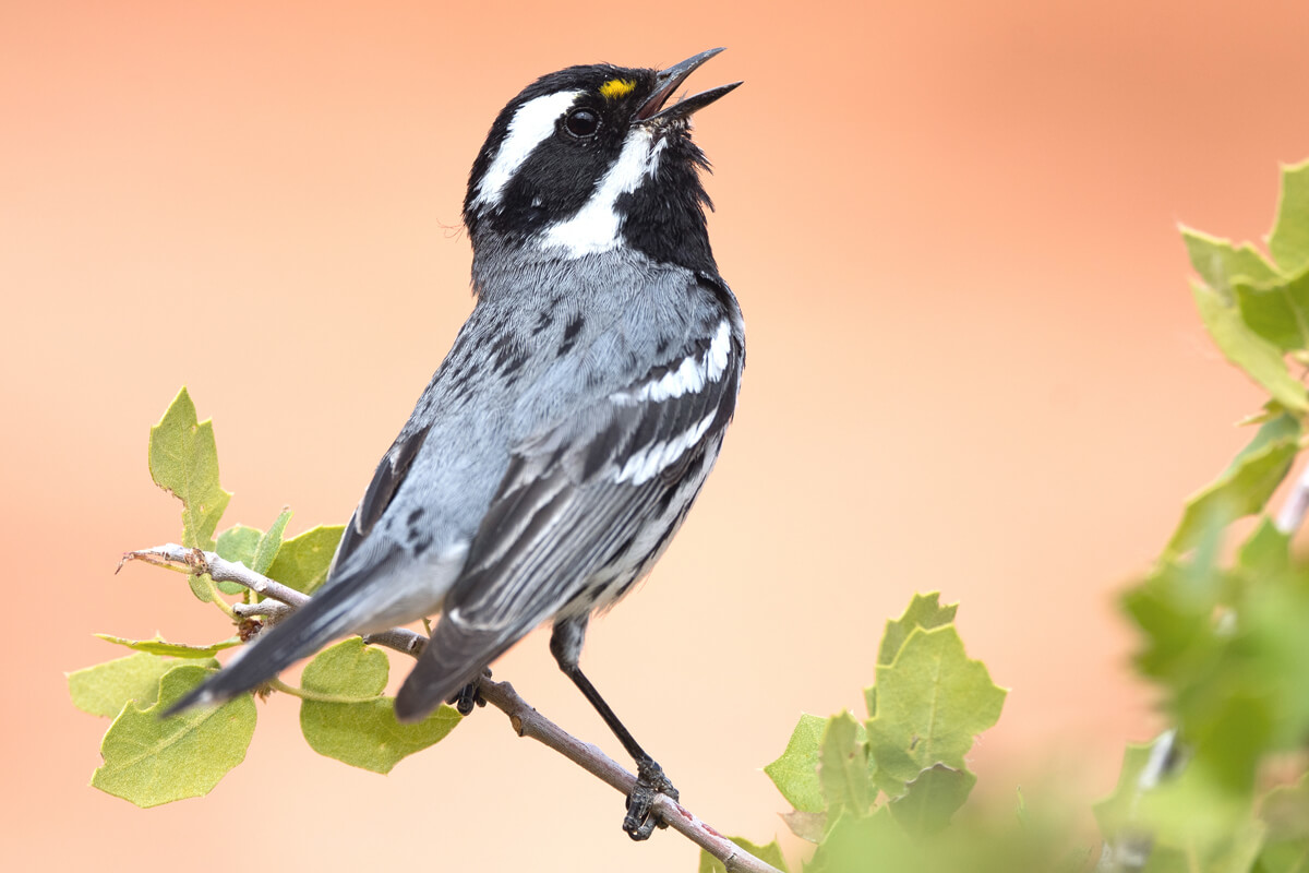 Black-throated Gray Warbler - American Bird Conservancy