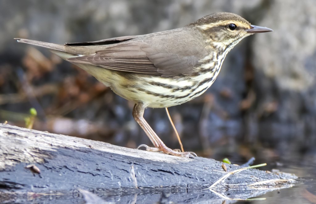 Northern Waterthrush by Larry Master, masterimages.org