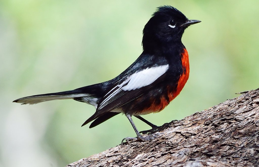 Painted Redstart by Ad Konigs, Macaulay Library at the Cornell Lab of Ornithology