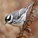 Black-throated Gray Warbler by Jeff Skevington, Macaulay Library at the Cornell Lab of Ornithology