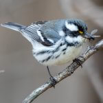 Female Black-throated Gray with food. Photo by Brian Stahls, Macaulay Library at the Cornell Lab of Ornithology.