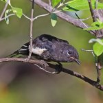 Immature Painted Redstart. Photo by Greg Homel, Natural Elements Productions.