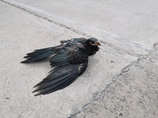 This Asain Koel is showing signs of significant injuries similar to what you might expect from a bird that escaped from a cat.