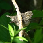 Juvenile Northern Waterthrush. Photo by Barry Day, Macaulay Library at the Cornell Lab of Ornithology.