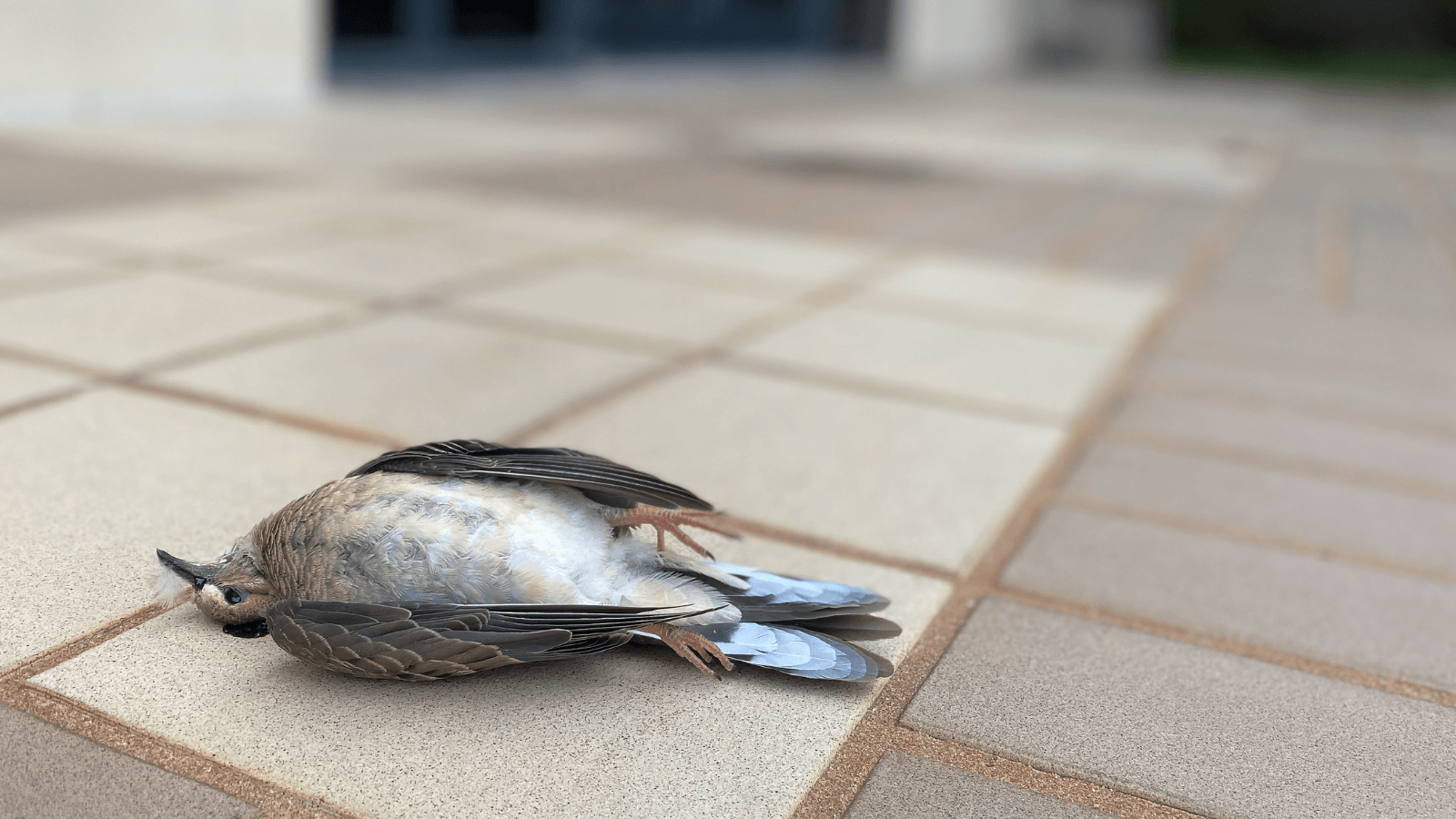 Mourning Dove that collided with window. Photo by Cameron Rutt.