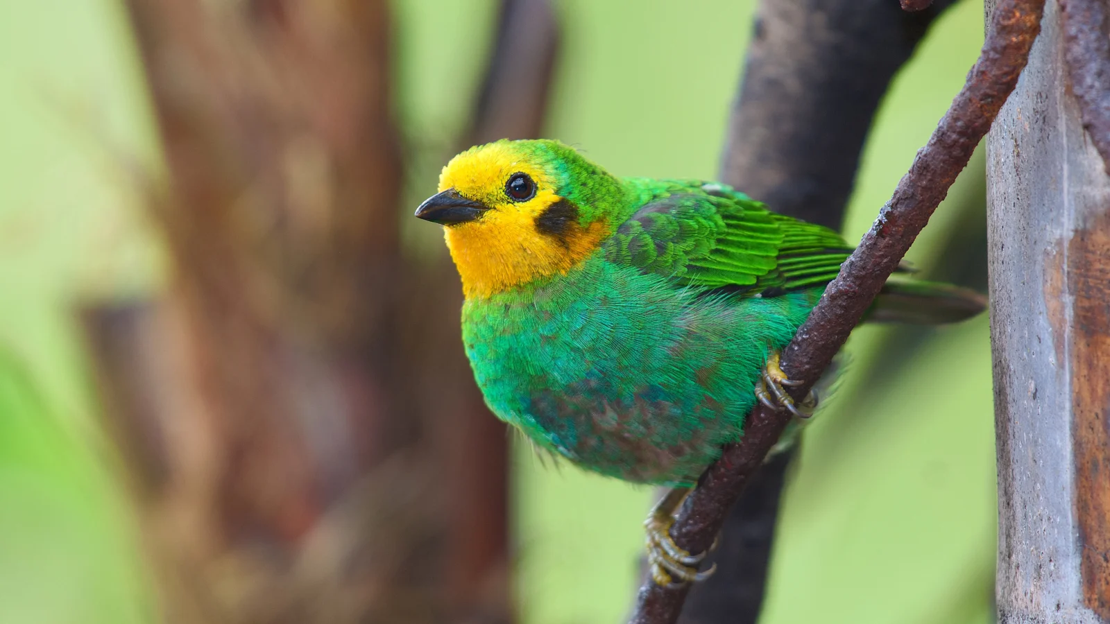 Multicolored-Tanager by Christopher Becerra