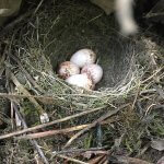 Northern Waterthrush nest and eggs. Photo Arielle DeMerchant, Macaulay Library at the Cornell Lab of Ornithology.