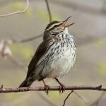 Northern Waterthrush singing. Photo by Aaron Marshall, Macaulay Library at the Cornell Lab of Ornithology.