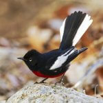 Painted Redstart by Anonymous, Macaulay Library at the Cornell Lab of Ornithology.