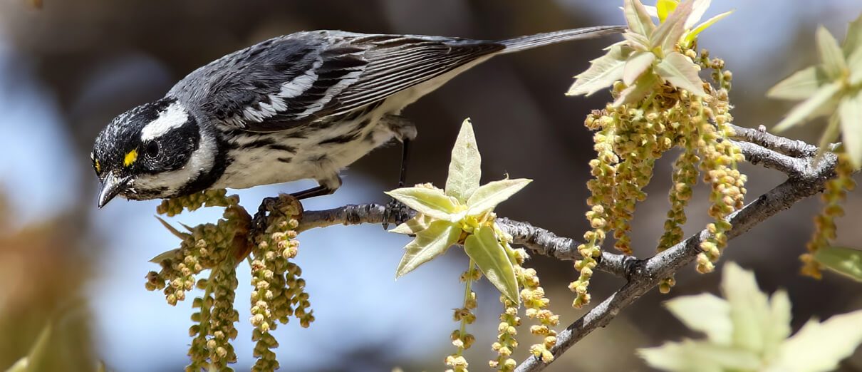 Black-throated Gray Warbler by Scott Carpenter