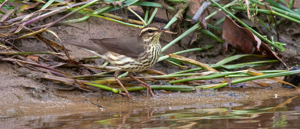 Northern Waterthrush by Frode Jacobsen