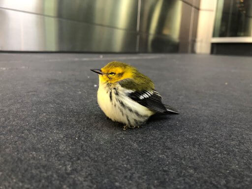 A stunned Black-Throated Green Warbler with a swollen eye.