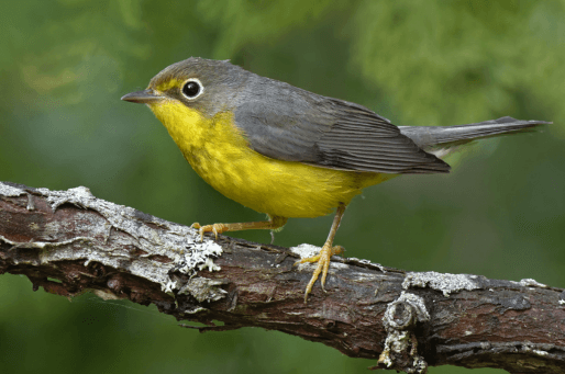 The Canada Warbler is just one of the migratory species that makes the Colán-Alto Mayo BirdScape its home in the nonbreeding season. Photo by Paul Rossi.