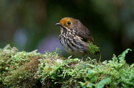 Vulnerable Ochre-fronted Antpitta, a threatened endemic species found in the Colán-Alto Mayo BirdScape. Photo by Carlos Calle Quispe. 