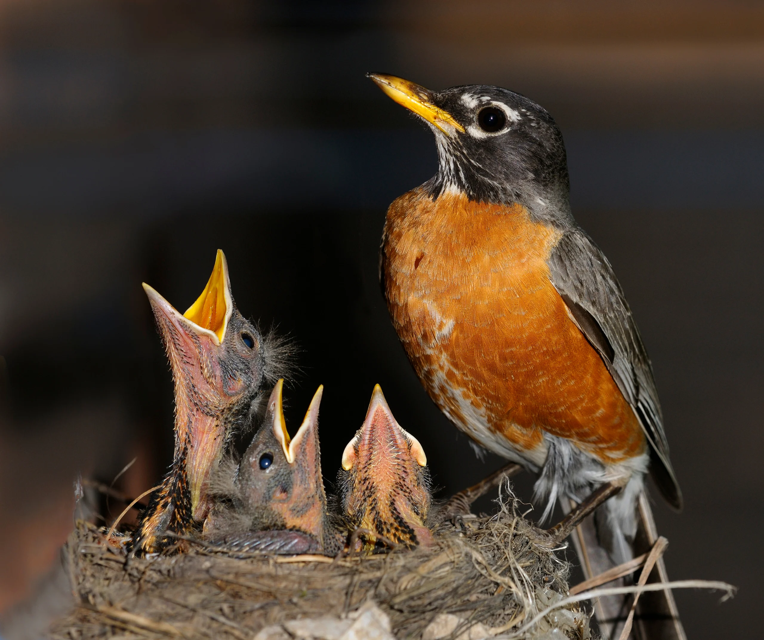 An adult American Robin perches on the side of a nest with three very young birds. Chicks lacking feathers are too young to be outside of the nest. Returning them to the nest or keeping them warm until they reach a certified wildlife rehabilitator can help them survive.