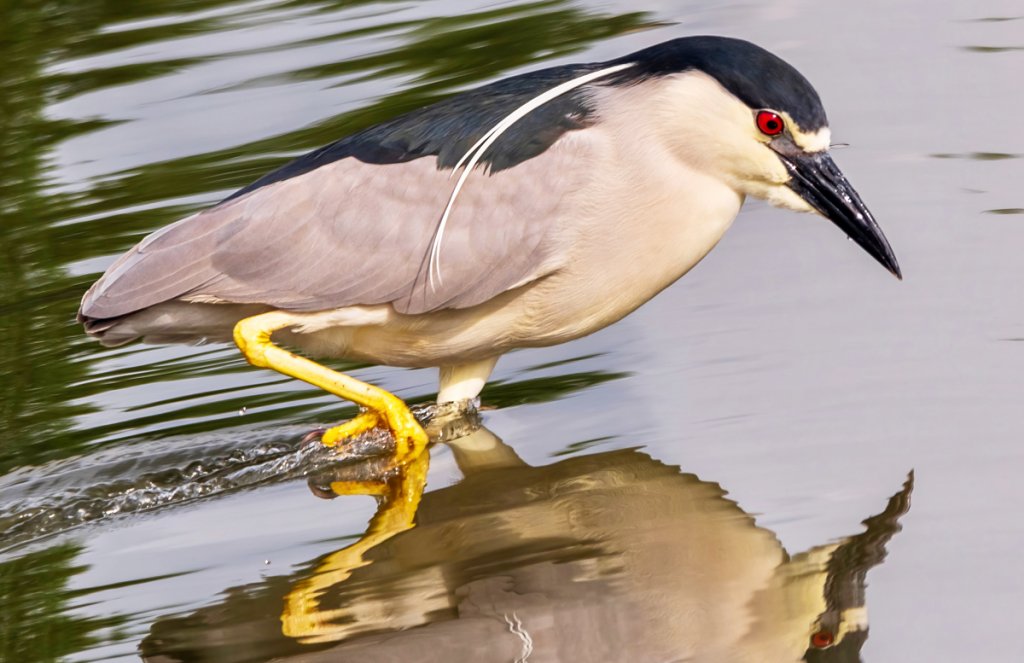 Black-crowned Night Heron by Tim Drake Photography, Shutterstock