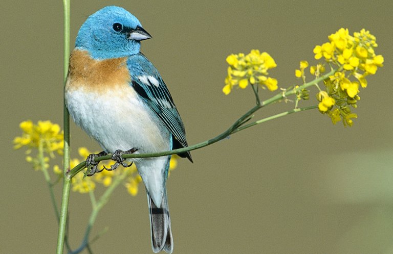 Lazuli Bunting by Peter LaTourrette