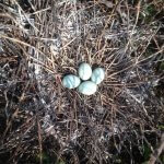 Black-crowned Night Heron nest with eggs. Photo by Bruno Drolet, Macaulay Library at the Cornell Lab of Ornithology.