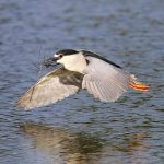 Black-crowned Night-Heron. Photo by Brian Lasenby, Shutterstock.