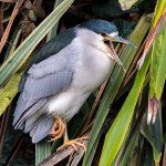 Black-crowned Night Heron. Photo by Jeremy Borkat, Shutterstock.