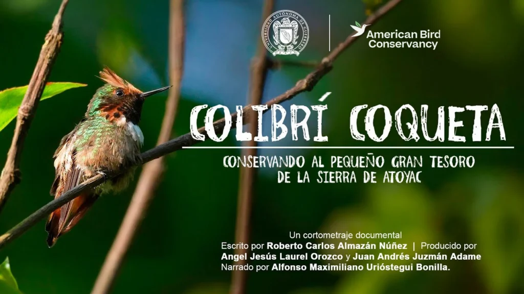 Short-Crested Coquette: Conserving the Great Little Treasure in the Sierra de Atoyac | Documentary YT Tumbnail
