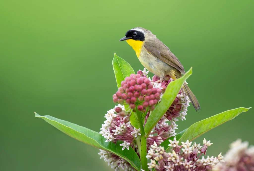 A Common Yellowthroat perches on a Common Milkweed plant. Native plants provide food and shelter for birds.