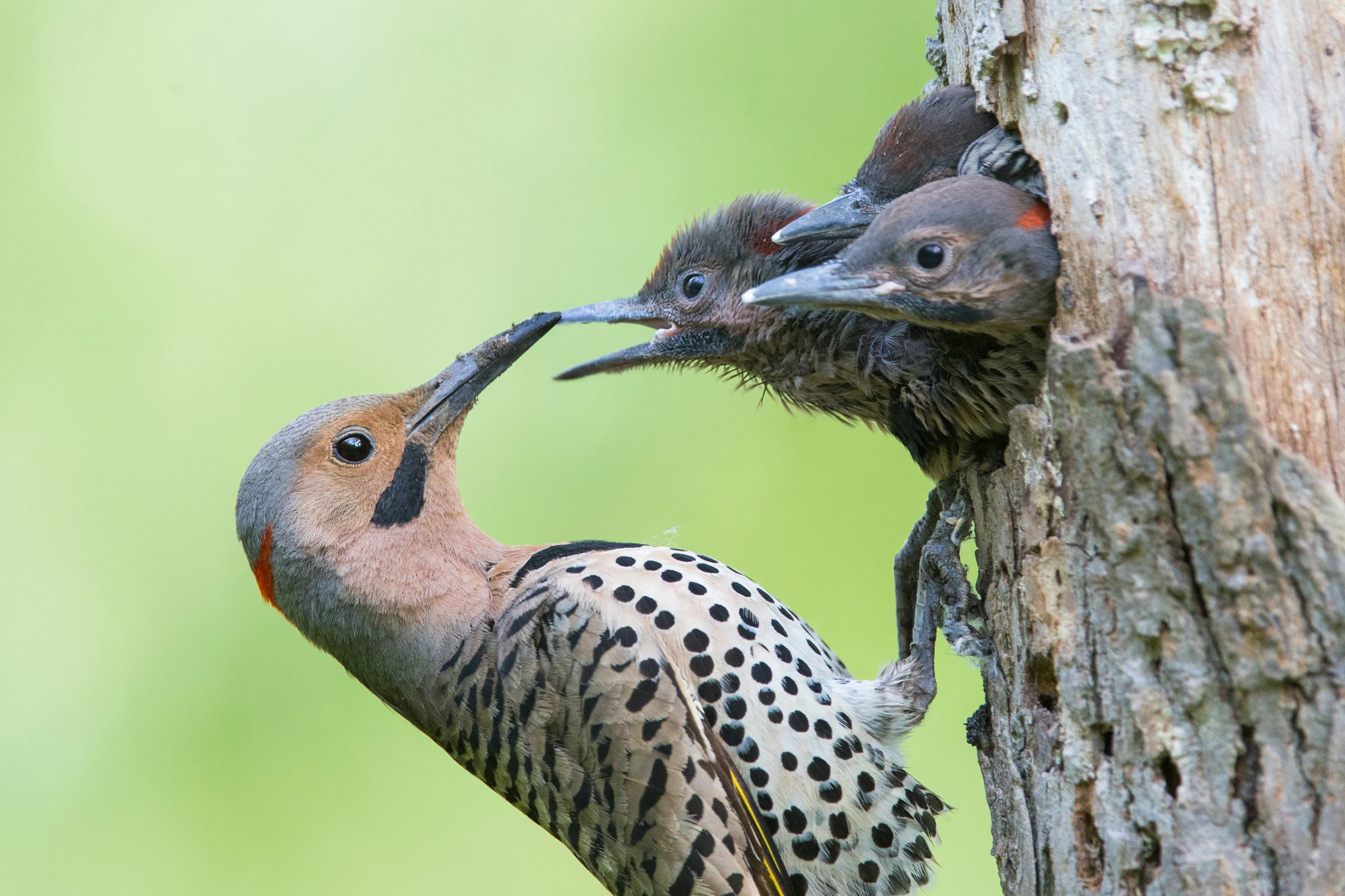 An adult Northern Flicker perches on a tree to feed three chicks emerging from a nest cavity. There are many ways to support birds during the breeding season.