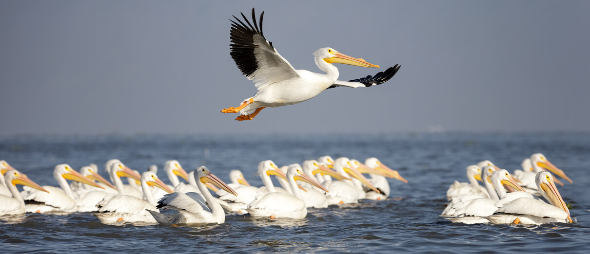 American White Pelicans by Martin Michael Rudlof, Shutterstock