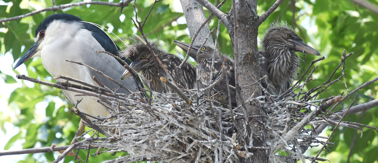 Black-crowned Night Heron parent and nestlings. Photo by Andy Reago and Chrissy McClarren, CC BY 2.0.