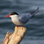 Adult Arctic Tern by Melissa Hafting, Macaulay Library at the Cornell Lab of Ornithology