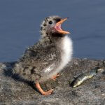 Arctic Tern chick by Bryan Calk, Macaulay Library at the Cornell Lab of Ornithology