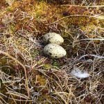 Arctic Tern nest with eggs by Deven Kammerichs-Berke, Macaulay Library at the Cornell Lab of Ornithology