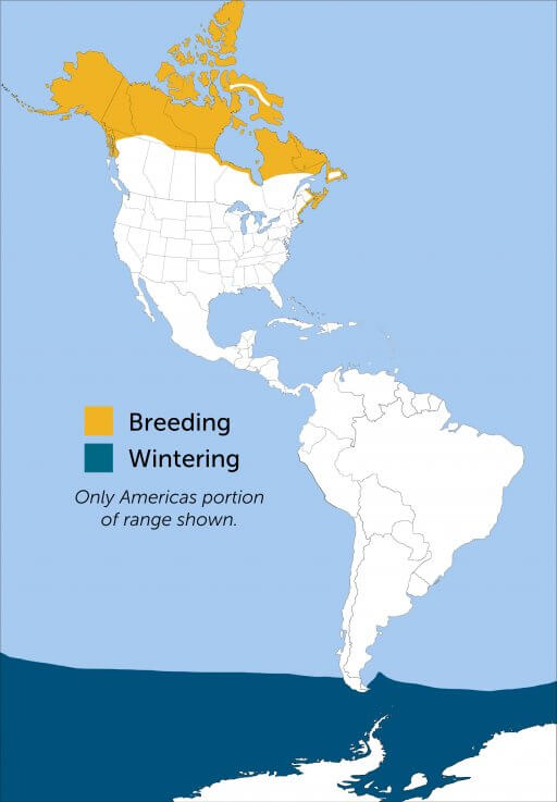 Arctic Tern range map by ABC.