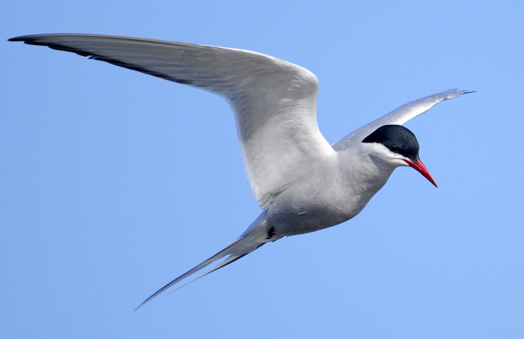 Arctic Tern by Arto Hakola, Shutterstock